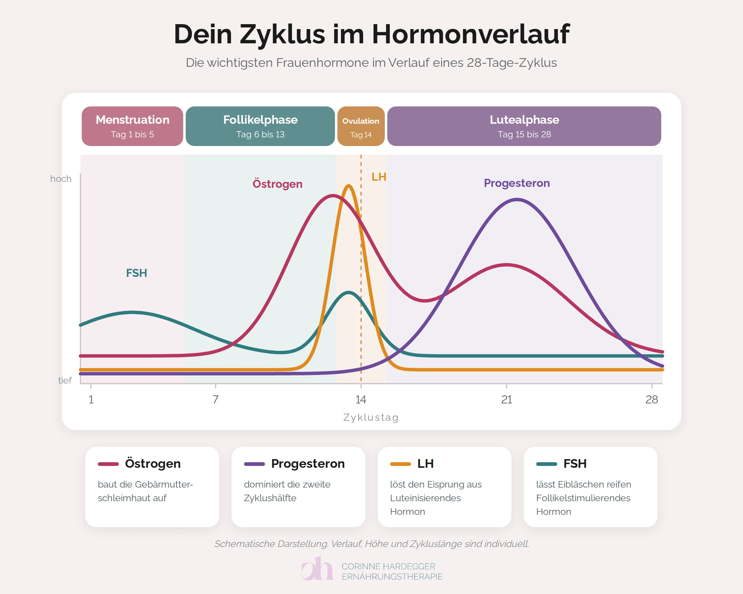 Schematische Grafik: Verlauf von Östrogen, Progesteron, LH und FSH über einen 28-Tage-Zyklus, eingeteilt in Menstruation, Follikelphase, Ovulation und Lutealphase